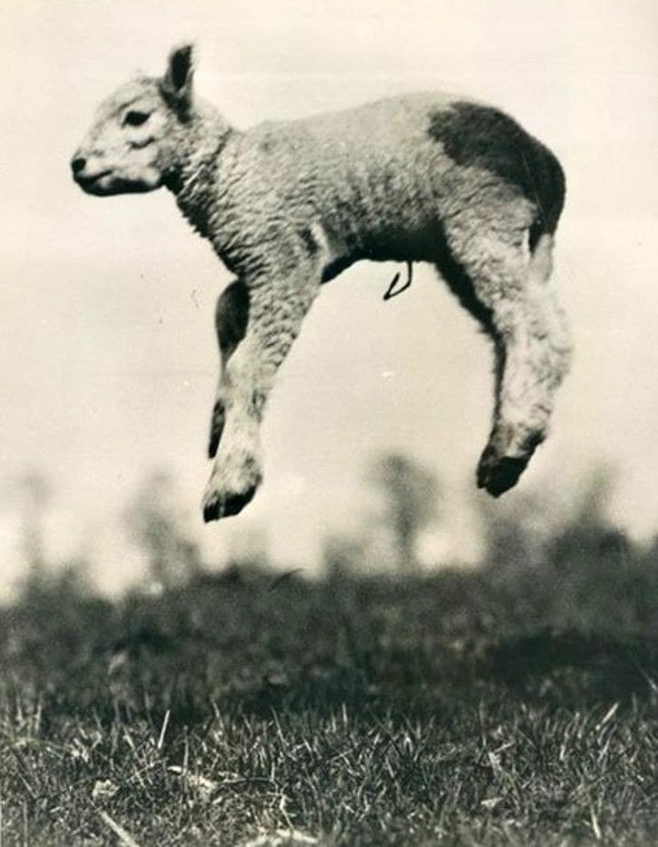 Mouton qui saute.