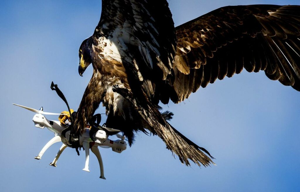 Photo AFP. Aigle qui attrape un drone.