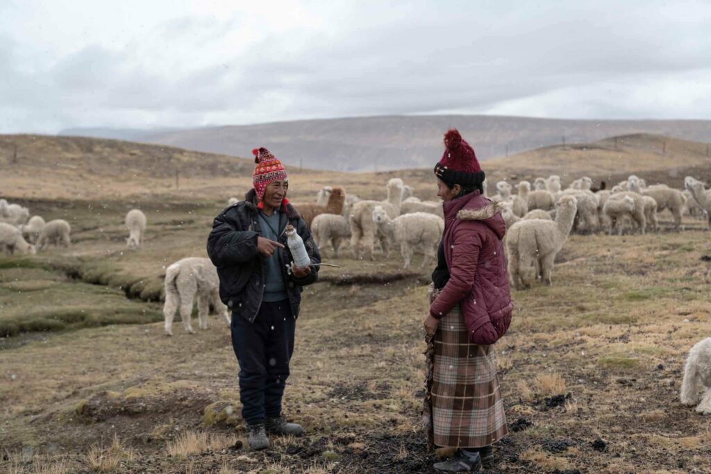 Crédit photo @Ojo_Publico
On voit un berger et une bernent discuter, des alpagas paissent.